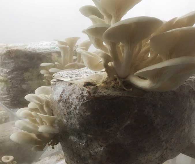 Mushrooms growing on Tigertree wood chips