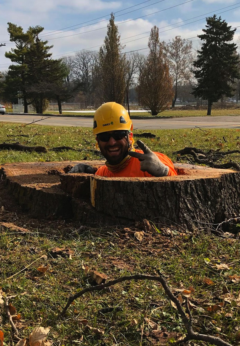 David in a tree stump