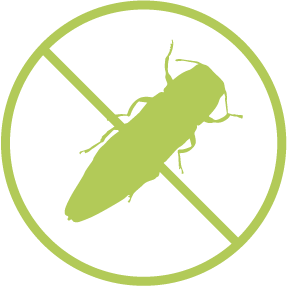 Emerald Ash Borer bug icon